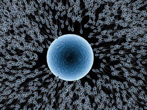 3d rendering x ray sperm fertilize with ovum